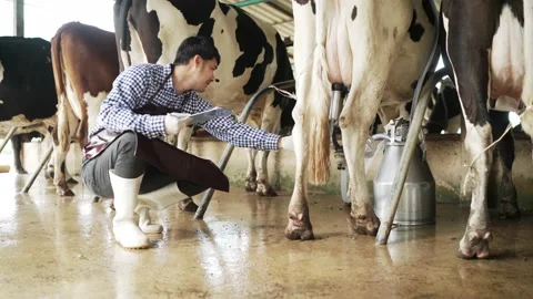 Farmer men working in the cowshed Stock Footage 182417511