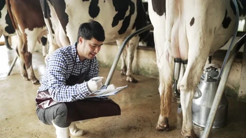 Farmer men working in the cowshed Stock Footage 182417517