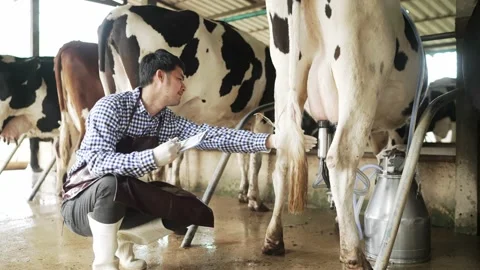 Farmer men working in the cowshed 스톡 동영상 182417518