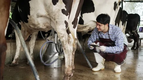 Farmer men working in the cowshed Stock-Footage 182417820