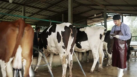 Farmer men working in the cowshed Stock Footage 182417899