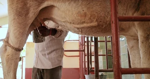 Farmer Milking Cow In Family Farm Livestock In Ranch Stock Footage