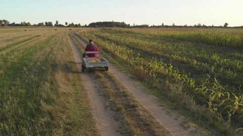 Farmer on mini-tractor transports the crop across the field Stock-Footage 147554853