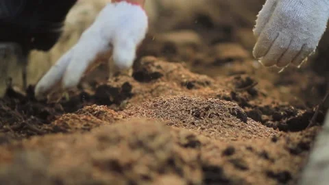 Farmer mix soil with compost 스톡 동영상 146902575