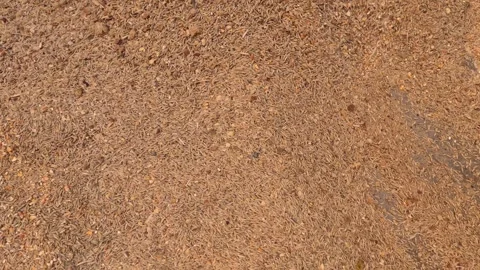 	A farmer mixing the cattle fodder Stock Footage 240991535