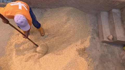 	A farmer mixing the cattle fodder 動画素材 240992340