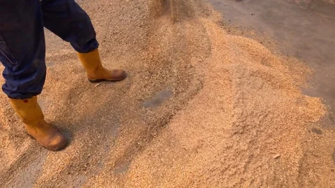 	A farmer mixing the cattle fodder 動画素材 240992530