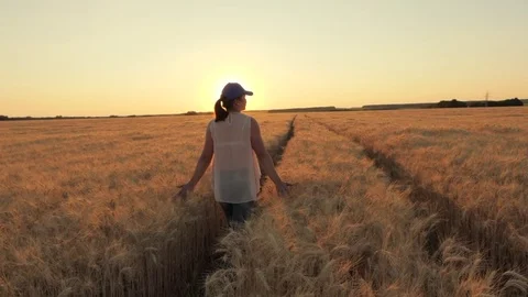 The Farmer Moves Along the Wheat Field Stock Footage 77679705