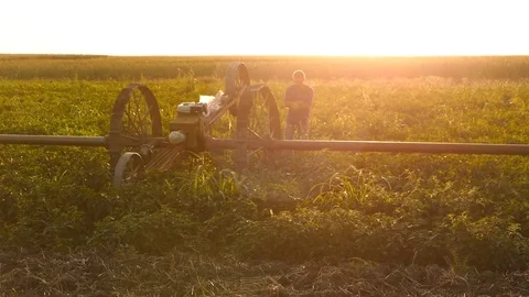 Farmer moves irrigation system in peppers field. Summer sunset. Stock Footage 72218281