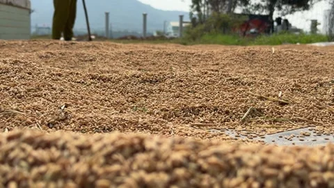 A farmer moves a layer of harvested rice across an open drying area under sunlig Stock Footage 340150174