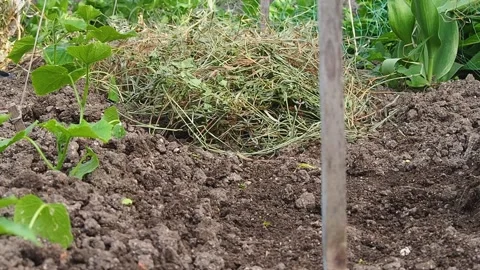A farmer mulches a cucumber bed with dry grass Stock Footage 154454943