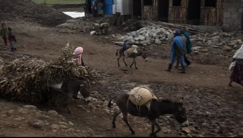 Farmer mule ethiopia Stock Footage 5505489