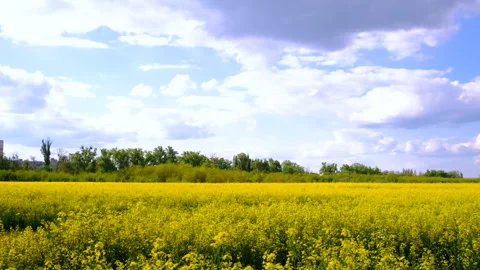 Farmer in mustard field. Selective focus. Stock Footage 311274460