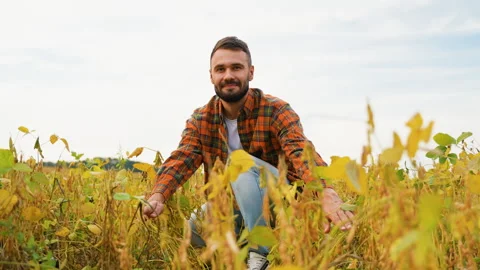 Farmer Observing Soybean Crops in the Field Stock Footage 293366253