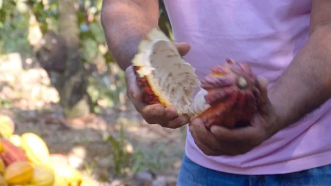 Farmer Opening a fresh Cacao Fruit At Farm - Closeup Stock Footage 100921994