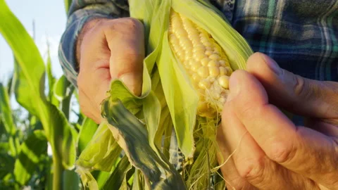 Farmer opening ripe corn and checking yellow grains close-up. Experienced Stock Footage 158380564