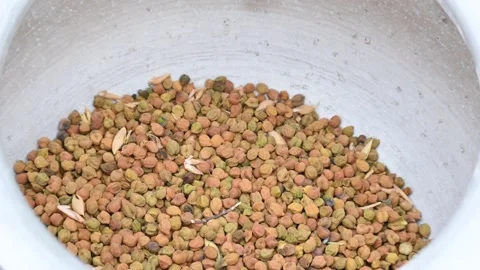Farmer opens chickpea pod  in the field. Stock Footage 268968852