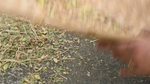 Farmer opens chickpea pod  in the field. 库存影片 268970812