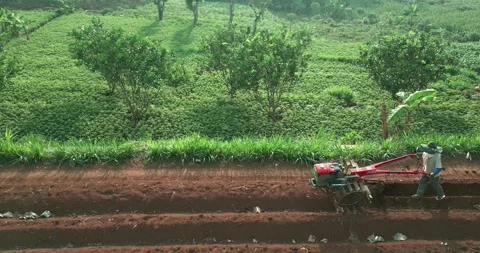 Farmer operates a red hand tractor to plow the soil Stock Footage 304599263