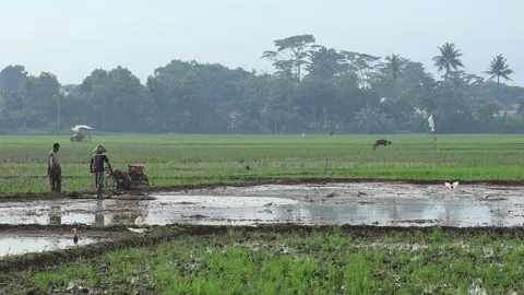 Farmer operates a walking tractor across a flooded rice field, preparing wet Stock Footage 345367029