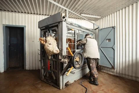 Farmer operating complex machinery within a chute, illustrating the integration Stock Photos