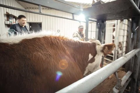 Farmer operating complex machinery within a chute, illustrating the integration Stock Photos