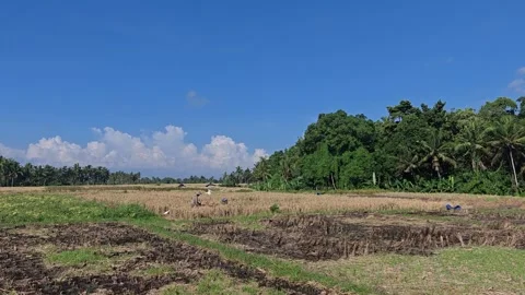 Farmer operating a hand tractor in a rural rice field under a clear blue sky Video stock 335855554