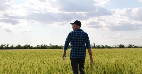 Farmer or agronomist walking through green wheat field with tablet and wheat Stock Footage 345476836