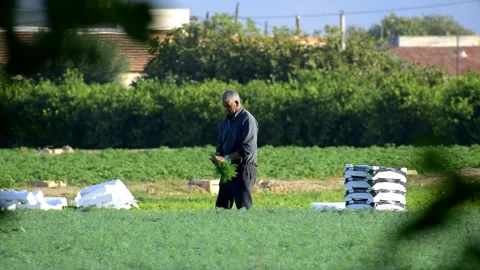 Farmer or farm worker picking up coriander or fennel in agricultural plantation Stock-Footage 141216178