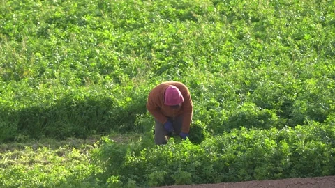 Farmer or farm worker picking up coriander or fennel growing Stock-Footage 266824882