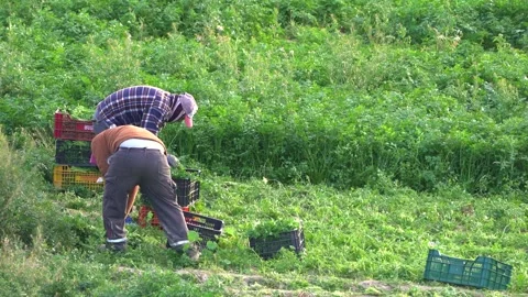 Farmer or farm worker picking up coriander or fennel growing Vídeos de archivo 266826400