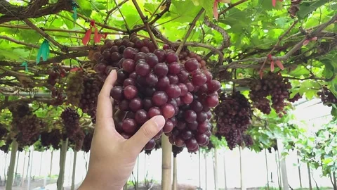 Farmer or planter hand checking grapes hanging on vines inside the vineyard. Stock Footage 208938903