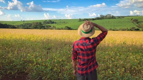 Farmer or worker with har in soybean field plantation Stock Footage 87613504