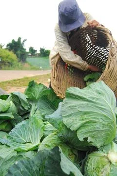 Farmer organic cabbage Stock Photos