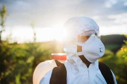 A farmer outdoors in orchard at sunset, using pesticide chemicals. Stock Photos