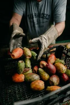 A farmer packaging a box with prickly pears Fotos de archivo