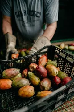 A farmer packaging a box with prickly pears Fotos de archivo