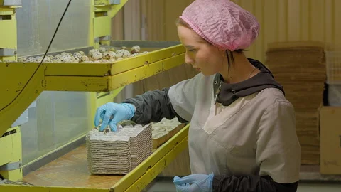 Farmer packing eggs collected from the small quail birds at the poultry facility Stock Footage 280945446