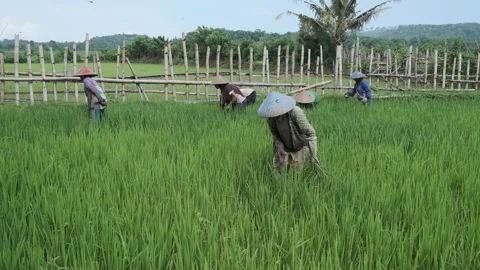 Farmer in Paddy Field Stockbeeldmateriaal 171109970