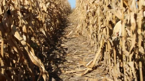 Farmer passing between rows of corn inspecting plantation. Ripe corn on field Video stock 98028881