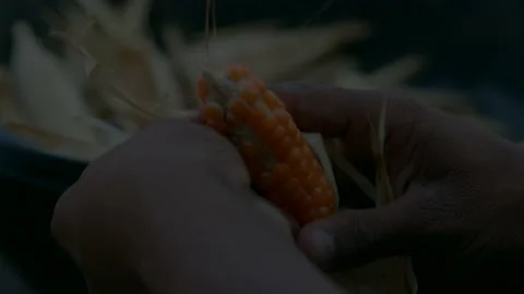 Farmer peeling corn and placing, Stock Footage 229690639