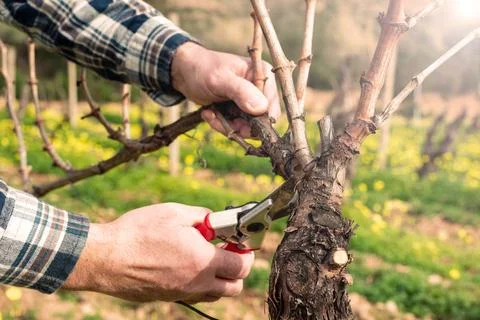 Farmer performs pruning of the vineyard in a winter sunset. Agriculture. Stock Photos