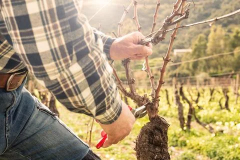 Farmer performs pruning of the vineyard in a winter sunset. Agriculture. Stock Photos