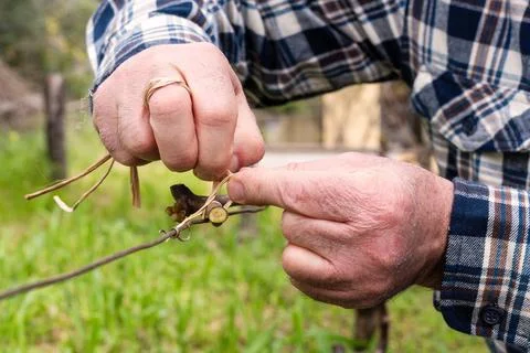 Farmer performs tying of shoots in the vineyard in winter. Agriculture. Foto stock
