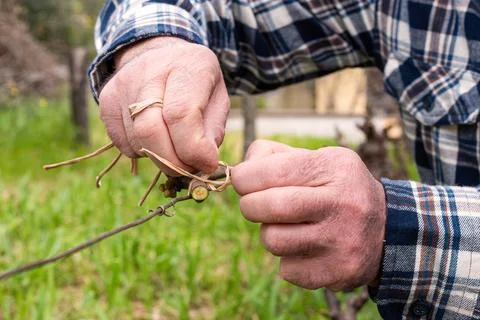 Farmer performs tying of shoots in the vineyard in winter. Agriculture. Stock Photos