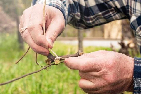 Farmer performs tying of shoots in the vineyard in winter. Agriculture. Stock Photos