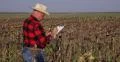 Farmer Person Walk Through Sunflower Field Farm Man Check Plants Write Clipboard 4k or 4k+ Resolution