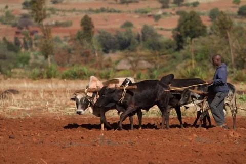 Farmer Stock Photos