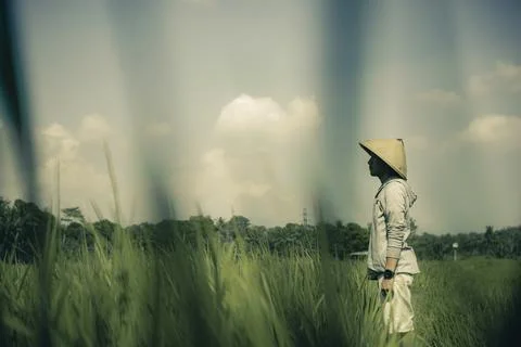 This Farmer Foto stock