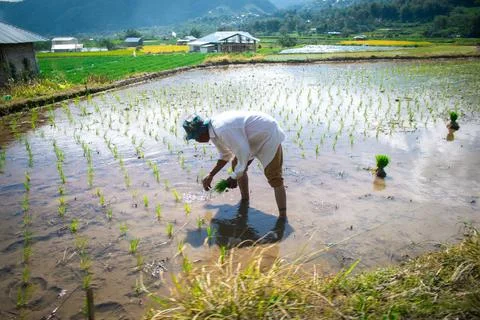 A farmer Stock Photos